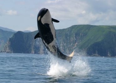 Косатка Orcinus Orca